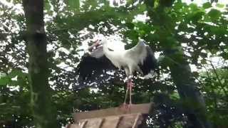 【動物園の鳥】市川市動植物園　シュバシコウ の羽繕い　＃動物園の鳥＃シュバシコウ