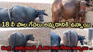 18 లీ పాలు ఇచ్చే గేదెలు అమ్మబడును | ముర్ర , జాఫరబాడి , నీలి రావి గేదెలు