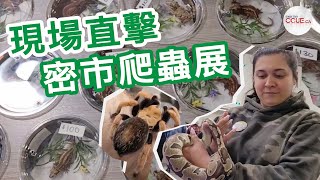 #CCUE｜現場直擊！密市爬蟲展Toronto Reptile Expo 可愛爬蟲任摸！ #密市 #多倫多 #爬蟲展