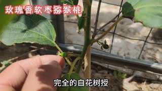 玫瑰香软枣猕猴桃结果了，自花授粉适合家庭种植，但问题也有很多