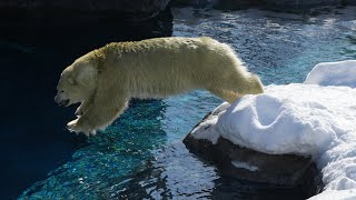 2025 2 8 円山動物園 リラ ララ