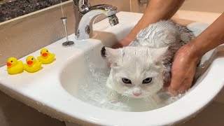 How the cat's reaction would be when they taste the water for the first time ever