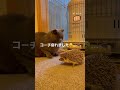 ハリネズミのこまろ🦔猫の源🐈‍⬛と一緒に陸上選手権を目指す2☆cute hedgehog u0026kind cat☆妄想動画🦔☆ shorts