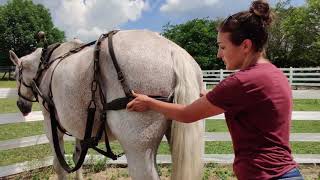 MSU Tollgate Farm: MSU Tollgate Farm: Harnessing a Draft Horse