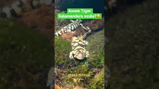 Tiger Salamanders smile?! #shorts #amphibians #waitforit #funnyanimals #zooanimals