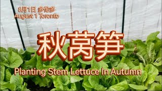 秋莴笋Planting Stem Lettuce In Autumn