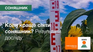 🌻 Коли краще сіяти соняшник? Дослід із сівбою насіння в ранні та оптимальні строки | Соняшник KWS