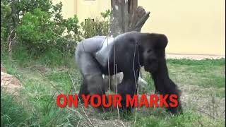 Shabani 【On Your Marks】シャバーニ SilverBack Gorilla シルバーバック ゴリラ