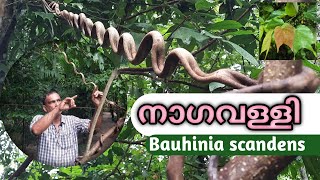 നാഗവള്ളി | Bauhinia scandens | snake climber | nagavalli plant | medicinal plant uses in  malayalam