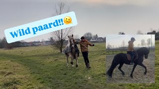 Wesly is wild! Dag vlog🐴 |Tijn_dressage| #6