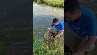 在农村比较特殊的捕鱼技能Special fishing skills in rural areas  #户外捕鱼 #fishing #fish #outdoors #农村生活 #農村生活