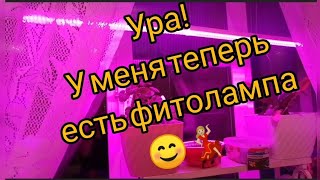 Фитолампа из Светофора