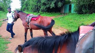 Hiking Menengai Crater On Horses | Nakuru