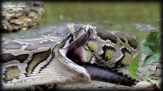 Python Eats Alligator 01 Narration