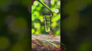 How Ants Drink Water - Amazing Footage