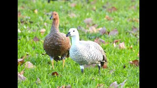 Upland Goose - Chloephaga picta (birds - goose)