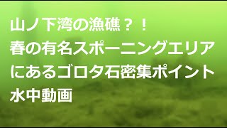 【琵琶湖南湖水中映像】山ノ下湾の漁礁！？ゴロタ石密集スポット