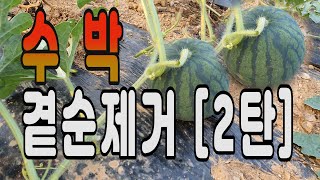 수박 곁순제거 방법  ㅣ수박 순치는법  ㅣ 수박 순지르기 ㅣ 수박 재배 방법 ㅣ