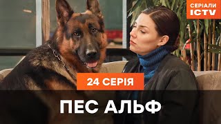 Пес Альф 1 сезон 24 серия | ДЕТЕКТИВЫ | СЕРИАЛ ICTV| КОМЕДИИ