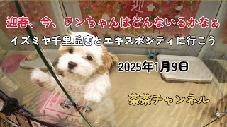 『茶茶チャンネル』迎春　今、ワンちゃんはどんないるかなあ