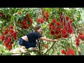 Harvesting Rambutan | Cook Rambutan Sweet Soup According To NEW Recipe - Goes To The Market Sell