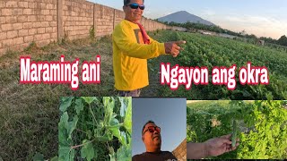 May naninira sa mga ampalaya, pero ang okra naka bawi na