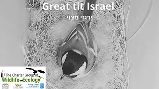 Great tit nest 2 לילה 18 | קינון 2 ירגזי מצוי | Night 18| 13.5.21