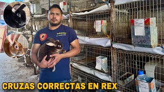 Cómo POTENCIAR al máximo la producción de CONEJO REX 🐰🤠