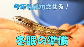 【難易度ＭＡＸ】カナヘビの冬眠を成功させる！