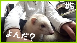 フェレットの名前を寝てる時に呼んだら来るか試してみる  - ferret lab #5