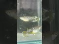 フロマージュ産卵中！ 品種改良メダカ aquarium メダカ専門店 shorts