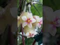 hoya crassipetiolata splash flowers 🌸 hoya hoyaplant houseplants houseplant plantlover