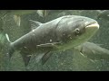 Can Asian Carp Survive in Lake Michigan?