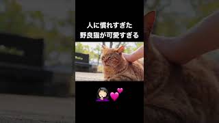 【姫路にゃんこ🐈】鼻筋を撫でるとあくびするよ🥱🤍#猫動画 #ねこ動画 #野良猫 #野良猫癒し動画 #catlover #catvideos #straycat #ネコ #猫好き