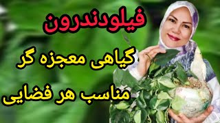 اسرار مراقبت ونگهداری☘️فیلودندرون های☘️جادویی سفر به دنیای سبز و دلنشین گیاهان خانگی با فیلودندرون🥰🥰