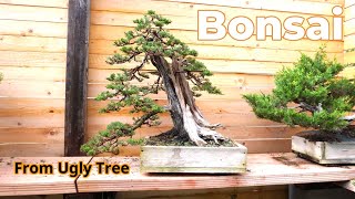 La lunga via del bonsai #bonsai #yamadoribonsai #bonsaitechniques