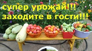 ОБЗОР УРОЖАЯ В ХОЛОДНЫЙ ГОД