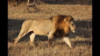 MAJINGILANE MALE LIONS KILLING A BUFFALO (Ulu Lapa  2016)