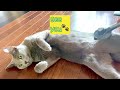 ロシアンブルー へそ天ブラッシング~猫のルーズスキン russian blue