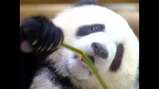 【食べてるつもりこパンダ🌈彩浜🎋折ってむくけど】幼い手つきが可愛い😍ただ眺めましたPanda cub Saihin  can't eat that yet!