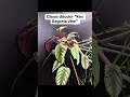 all the plants i used in my chameleon’s enclosure reptile chameleon enclosure