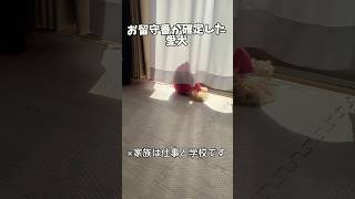 寂しさを背中で語る愛犬を観て下さい🤣 #マルプー#dog#shorts