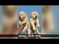 top quality labrador dog puppies available black labrador white labrador golden colour