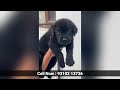 top quality labrador dog puppies available black labrador white labrador golden colour