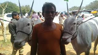 SAPPALAMMA|CATTLES|FAIR|HALLIKAR|ATRACTIVE|FEMALE|COW|FARMER|VENKATASWAMAPPA|HOSAKOTE