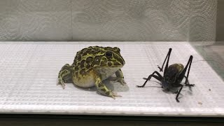 African Bullfrog vs Giant Grasshoppers (LIVE FEEDING WARNING)