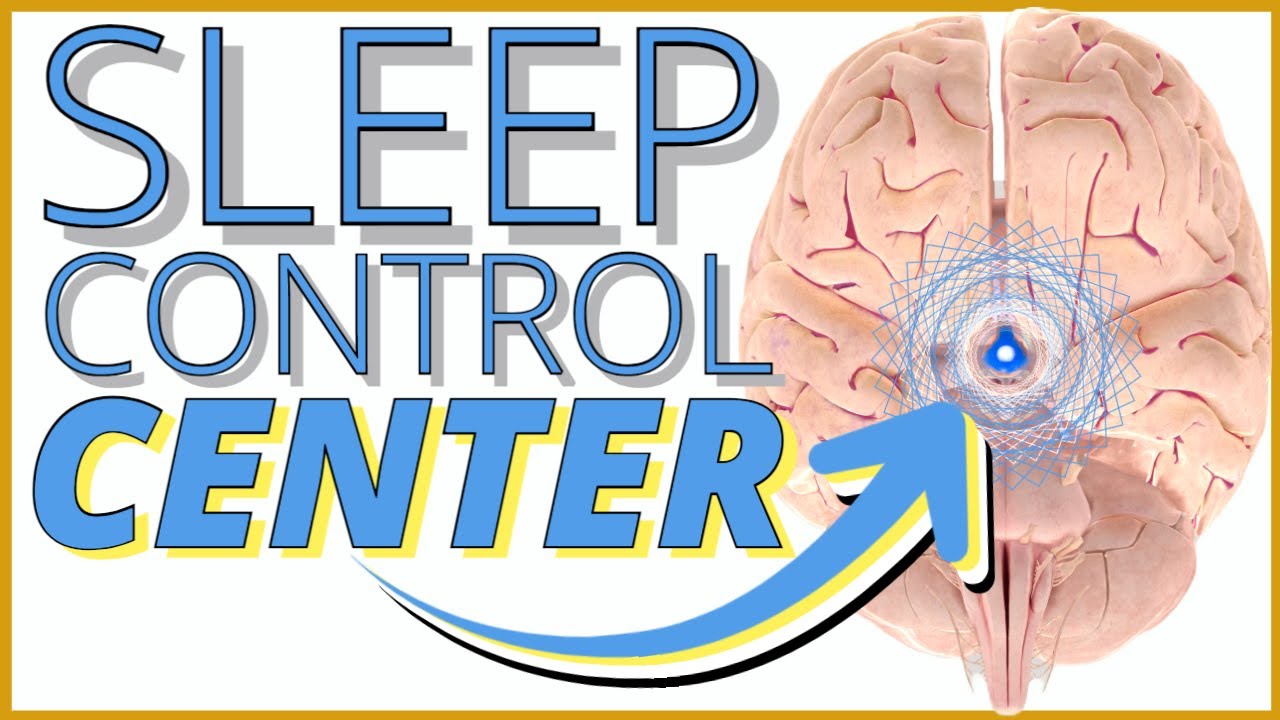 The Neuroscience Of Sleep: How The Brain Controls Sleep - YouTube