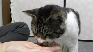 ごはんの仕分けを興味津々で見守る猫☆手渡しカナガンに喜ぶリキちゃん☆パパにごはんをおねだりする猫☆猫の食事・食べる姿【リキちゃんねる　猫動画】Cat videos キジトラ猫との暮らし