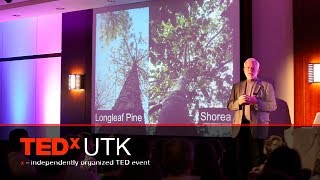 Sherlock, symbols, sacralization -- tree semiotics: Lytton Musselman at TEDxUTK 2014