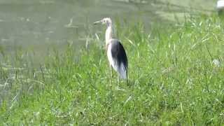 Javan pond heron (Ardeola speciosa)